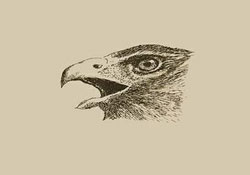kraguj bird
